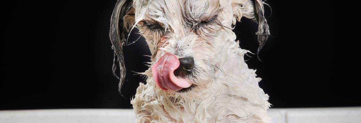 The Importance of High Quality Dog Shampoo